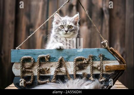 Chaton Longhair allemande Banque D'Images