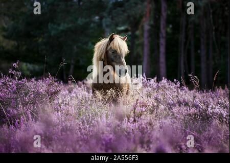 Pony dans la lande Banque D'Images