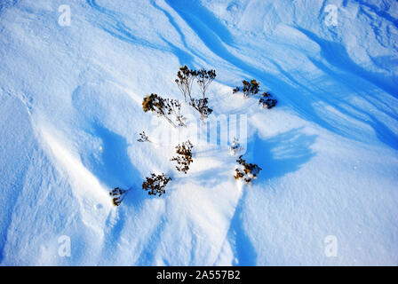 Terre Noire recroquevillés avec Blanche neige, hiver, paysage naturel détails abstract background, Close up detail Banque D'Images