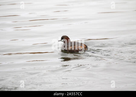 Grèbe castagneux Tachybaptus ruficollis natation sur le lac à Quinta do Lago partie de la Réserve Naturelle de Ria Formosa Algarve Portugal Février 2017 Banque D'Images