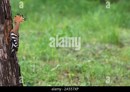 Huppe fasciée Upupa epops adulte au nid avec de la nourriture pour les jeunes près de Tiszaalpar le parc national de Kiskunsag Hongrie Mai 2017 Banque D'Images