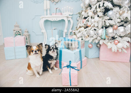 Deux drôles chihuahua Animaux chien assis près de boîtes avec des cadeaux de noël et nouvel an vacances Banque D'Images