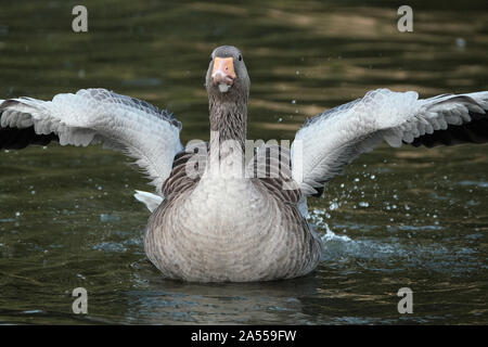 Oie cendrée sur l'eau douce de nettoyage du lac et plumes le lavage. Banque D'Images