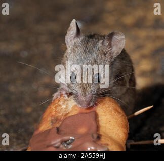 Les souris se nourrissent de gâteaux jetés en milieu urbain jardin de la maison. Banque D'Images