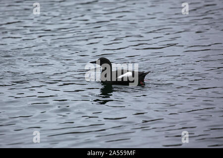 Le guillemot à miroir (Cepphus grylle) natation dans Tobormory Harbour, Isle of Mull, Argyll and Bute, Ecosse, Mai 2018 Banque D'Images