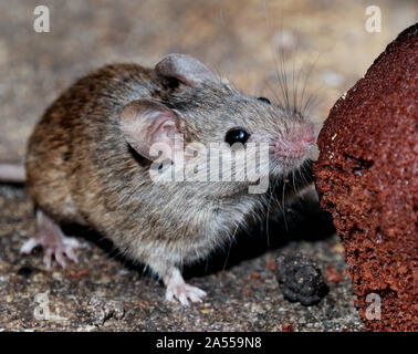 Les souris se nourrissent de gâteaux jetés en milieu urbain jardin de la maison. Banque D'Images