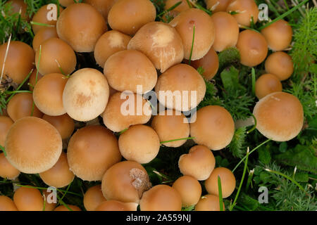 Amas de champignon sur la pelouse d'herbe coupée. Banque D'Images