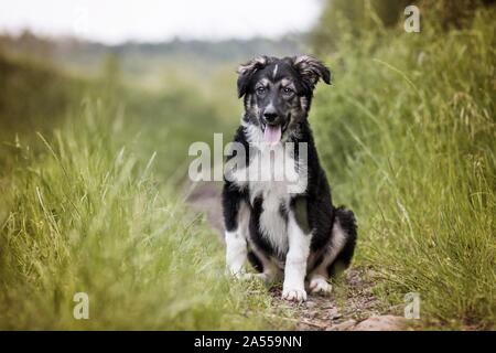 Bernese-Mountain Dog-Shepherd-chiot Banque D'Images