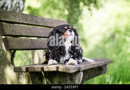 Lying Cavalier King Charles Spaniel Banque D'Images
