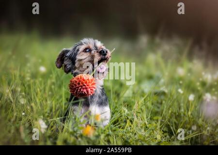 Winterlore avec fleur Banque D'Images