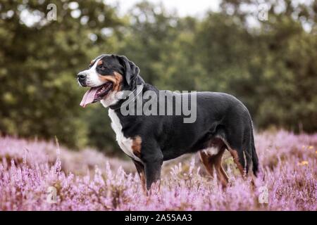 Grand Chien de Montagne Suisse Banque D'Images