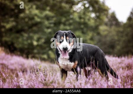 Grand Chien de Montagne Suisse Banque D'Images