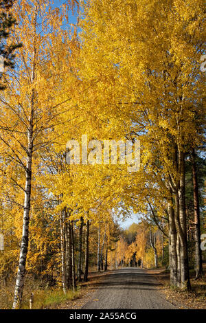 Aspen bouleau jaune et les feuilles des arbres en octobre Banque D'Images