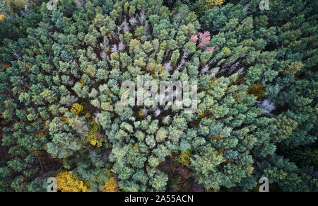 Forêt sèche verte au-dessus du drone vue d'en haut. Thème de l'automne Banque D'Images