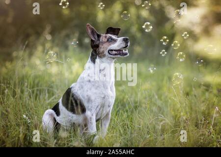mongrel séance Banque D'Images