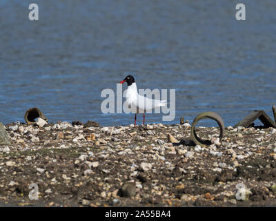 Mouette mélanocéphale Larus melanocephalus sur une petite île avec des abris pour les poussins de sternes, le lagon, Dorset Wildlife Trust, l'île de Brownsea, P Banque D'Images