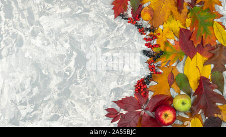 Mise à plat d'automne les feuilles d'automne, de cendres et de petits fruits pommes sur fond gris pastel, top view with copy space Banque D'Images