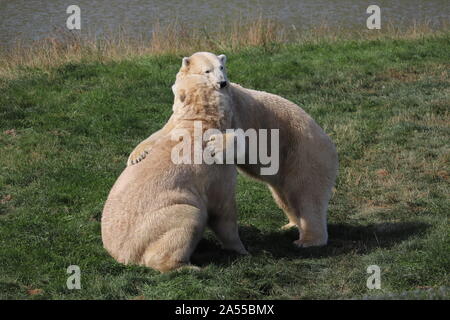 L'ours polaire, Nobby & Nissan, jouant & hugging (Ursus maritimus) Banque D'Images