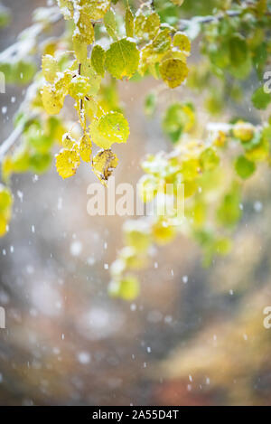 Les feuilles d'automne de tremble (Populus tremula 'Erecta') recouvert de neige, arrière-plan flou avec des chutes de neige Banque D'Images