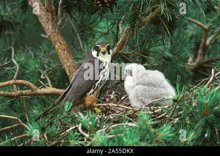 Falco subbuteo hobby eurasien au nid avec de jeunes près de Ringwood Hampshire England UK Banque D'Images