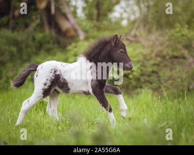 Shetlandpony poulain Banque D'Images