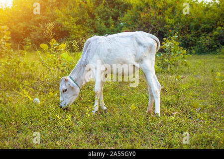 Blanche peu mollet (GC) mange de l'herbe standing in field.L'Inde, le Madhya Pradesh. Banque D'Images