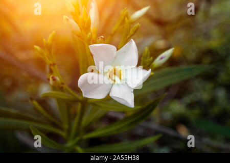 Il s'agit d'arbustes Nerium oleander fleur blanche. Banque D'Images