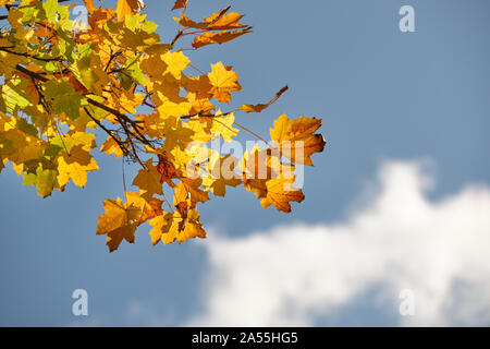 Fond d'automne avec de magnifiques feuilles d'érable de couleur contre le ciel clair avec un 711-2 nuage blanc sur une journée ensoleillée d'automne en octobre en Allemagne Banque D'Images