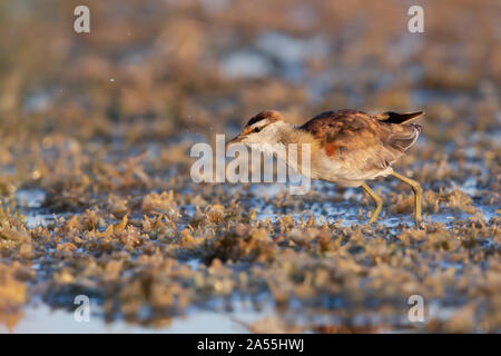 Lesse Jacana Banque D'Images