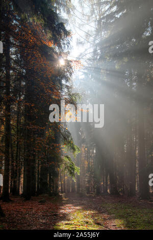 Dieu - les rayons du soleil n la forêt tôt le matin Banque D'Images