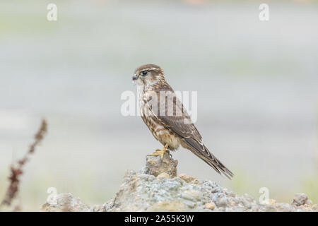 Merlin Falco columbarius perché femme, Outer Hebrides, Écosse Royaume-Uni Banque D'Images