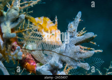Les herbiers [Acreichthys tomentosus Balistes]. Détroit de Lembeh, au nord de Sulawesi, Indonésie. Banque D'Images