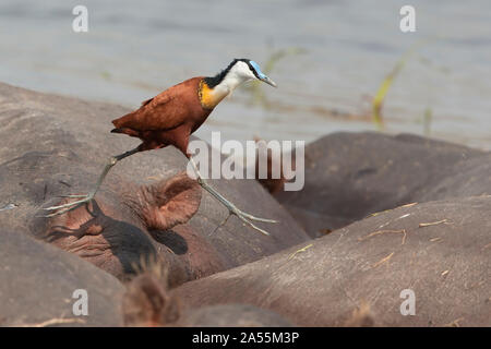 Jacana à poitrine Banque D'Images