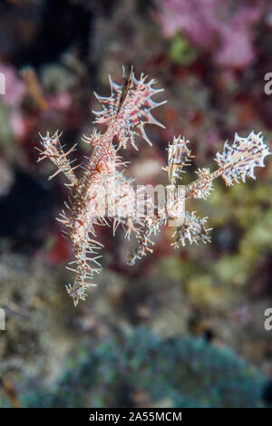 Les arlequins ou Ornate ghostpipefish [Solenostomus paradoxus], paire. Femme transportant des oeufs dans les nageoires pelviennes. Nord de Sulawesi, en Indonésie. Banque D'Images