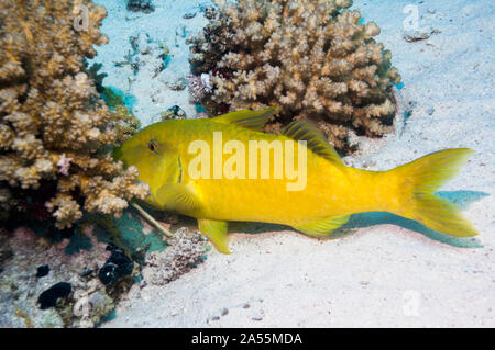 Yellowsaddle (Parupeneus cyclostomus Rouge-barbet) la chasse de petites proies dans les branches. L'Egypte, Mer Rouge. Banque D'Images