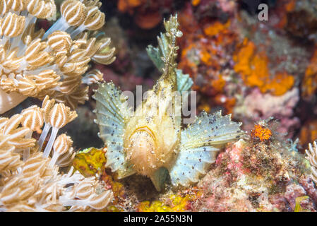 Leaf scorpion, Scorpion, Poissons papier [leaffish Taenianotus triacanthus]. Nord de Sulawesi, en Indonésie. Banque D'Images