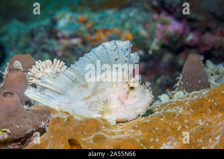 Leaf scorpion, Scorpion, Poissons papier [leaffish Taenianotus triacanthus]. Nord de Sulawesi, en Indonésie. Banque D'Images