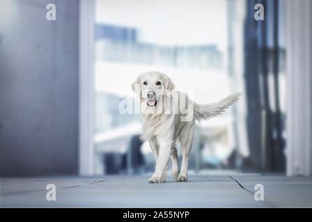 Golden Retriever Banque D'Images