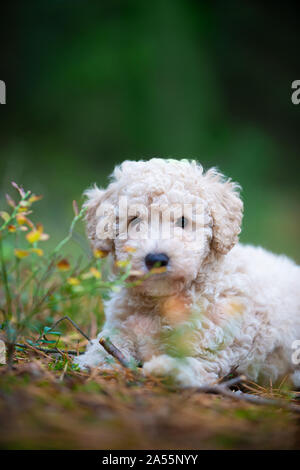 Abricot miniature Poodle Puppy à la recherche dans l'appareil photo Banque D'Images