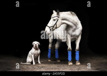 American Bulldog et Appaloosa Banque D'Images