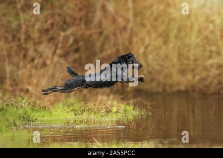 Terrier de chasse allemand Banque D'Images