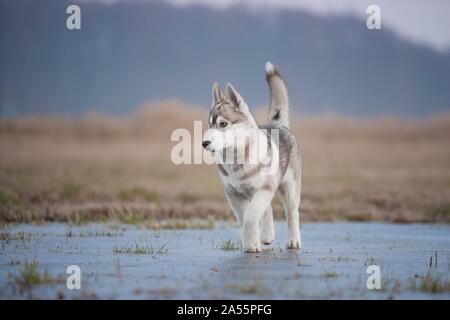 Chiot Husky Banque D'Images