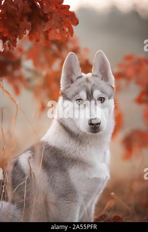 Chiot Husky Banque D'Images