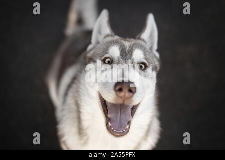 Chiot Husky Banque D'Images