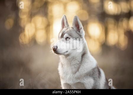 Chiot Husky Banque D'Images