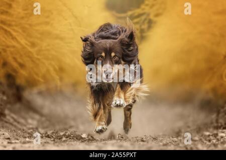 American Shepherd miniature Banque D'Images