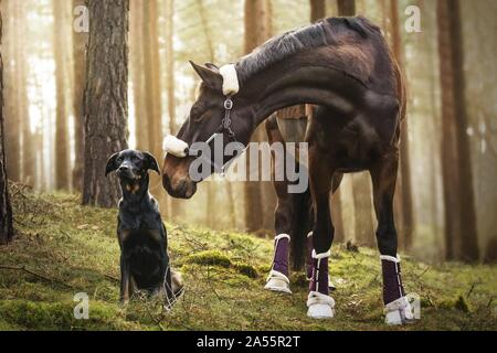 chien et cheval Banque D'Images