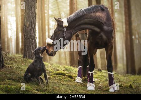 chien et cheval Banque D'Images