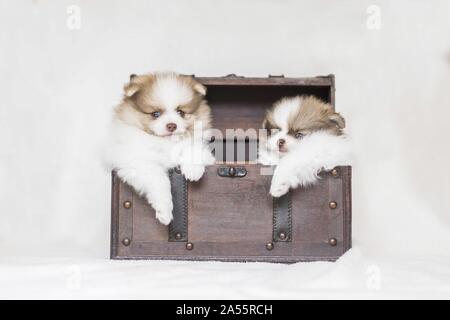 Chiots Pomeranian in front of white background Banque D'Images