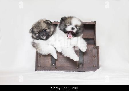 Chiots Pomeranian in front of white background Banque D'Images